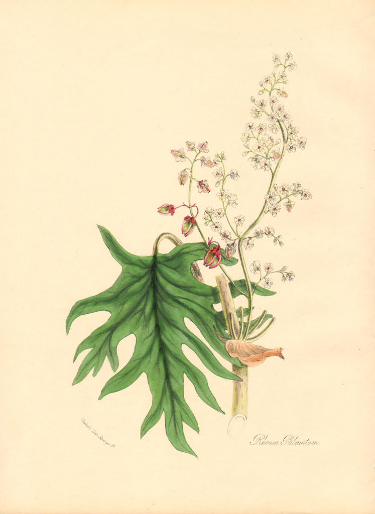 PLANTAE UTILIORES. Palmated Rhubarb. (Rheum palmatum) Hand colour. BURNETT 1842